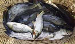 娱乐吃瓜酱钓鱼,揭秘钓鱼圈的那些事儿